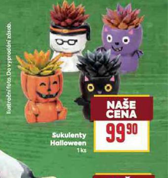 SUKULENTY HALLOWEEN