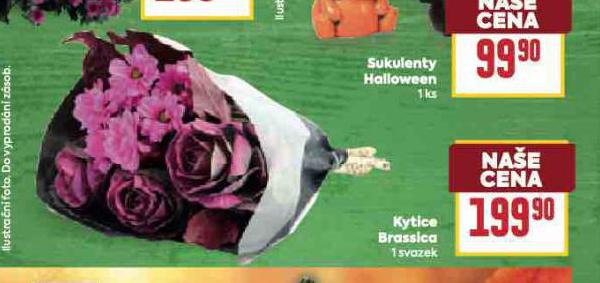KYTICE BRASSICA