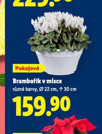BRAMBOŘÍK V MISCE