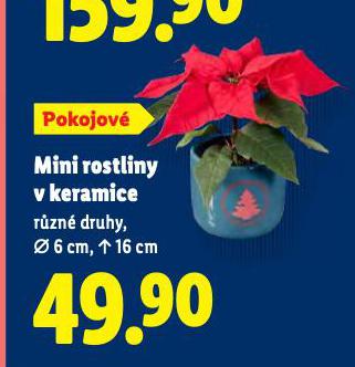 MINI ROSTLINY V KERAMICE