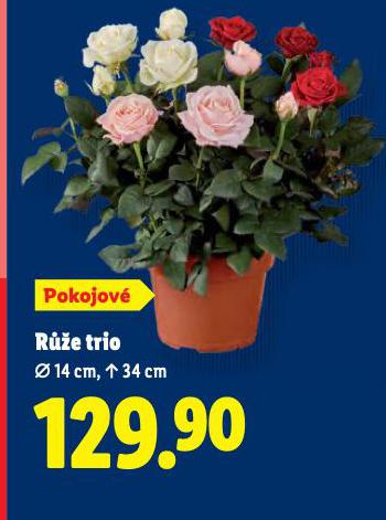 RŮŽE TRIO