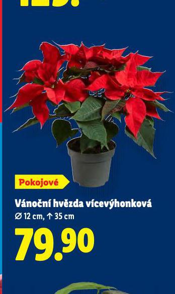 VÁNOČNÍ HVĚZDA VICEVÝHONOVÁ