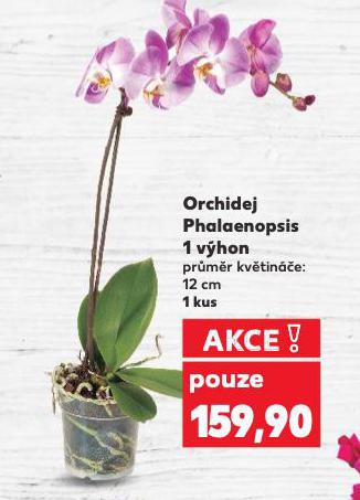 ORCHIDEJ PHALAENOPSIS