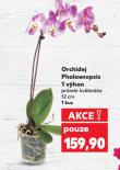 ORCHIDEJ PHALAENOPSIS