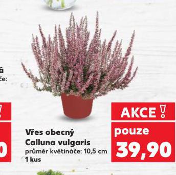 VES OBECN CALLUNA VULGARIS