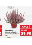 VŘES OBECNÝ CALLUNA VULGARIS