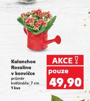 KALANCHOE ROSTLINA V KONVICE