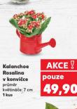KALANCHOE ROSTLINA V KONVIČCE