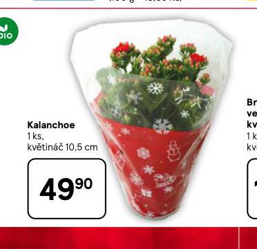 KALANCHOE