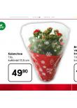 KALANCHOE