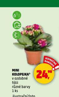 MINI KOLOPEJKA