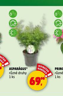 ASPARGUS