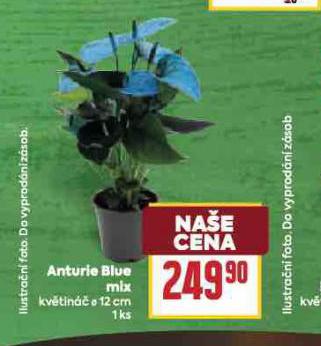 ANTURIE BLUE MIX