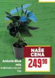 ANTURIE BLUE MIX