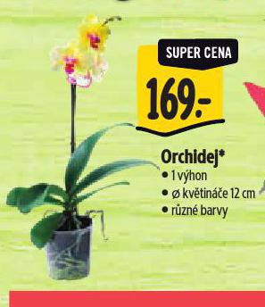 ORCHIDEJ