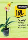 ORCHIDEJ