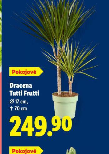 DRACENA TUTTI FRUTTI