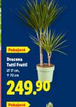 DRACENA TUTTI FRUTTI