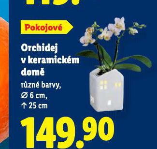 ORCHIDEJ V KERAMICKÉM DOMĚ