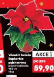 VNON HVZDA EUPHORBIA PULCHERRIMA