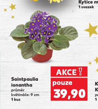 SAINTPAULIA IONANTHA