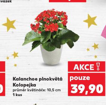 KALANCHOE PLNOKVT KOLOPEJKA
