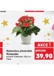 KALANCHOE PLNOKVT KOLOPEJKA