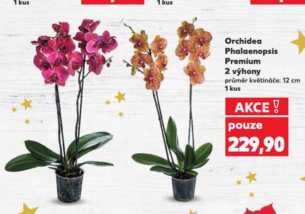 ORCHIDEA PHALAENOPSIS