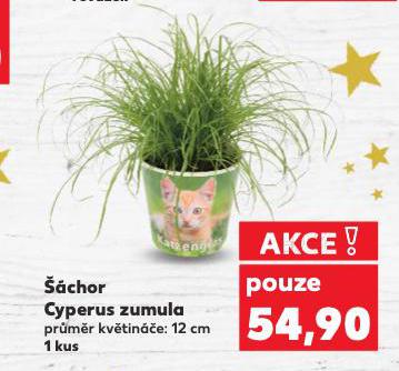 ŠÁCHOR CYPERUS ZUMULA