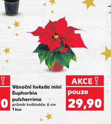 VÁNOČNÍ HVĚZDA MINI