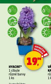 HYACINT