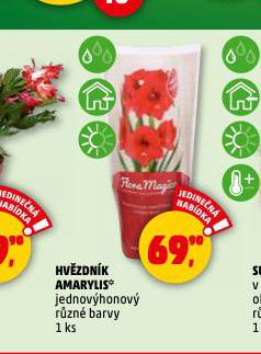 HVZDNK AMARYLIS
