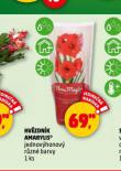 HVZDNK AMARYLIS