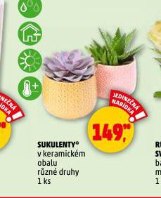 SUKULENTY