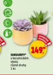 SUKULENTY