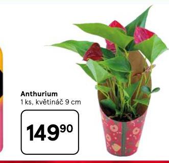 ANTHURIUM