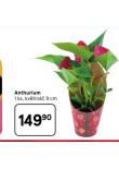 ANTHURIUM