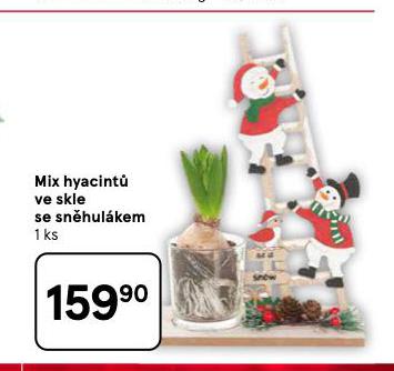MIX HYACINT VE SKLE SE SNHULKEM