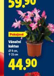 VÁNOČNÍ KAKTUS