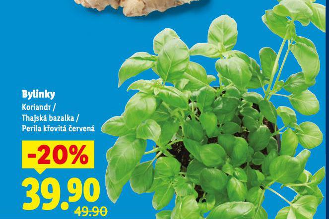 PERILA KŘOVITÍ ČERVENÁ