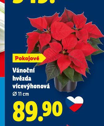 VÁNOČNÍ HVĚZDA VÍCEVÝHONOVÁ