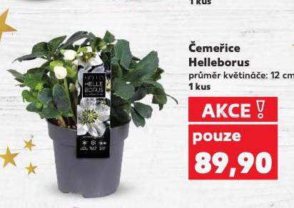 ČEMEŘICE HELLEBORUS