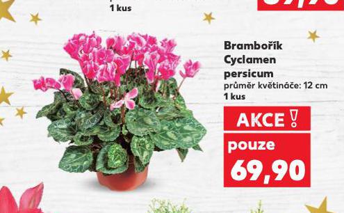 BRAMBOŘÍK CYCLAMEN PERSICUM