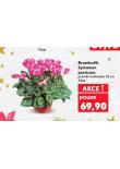 BRAMBOK CYCLAMEN PERSICUM