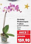 ORCHIDEA PHALAENOPSIS
