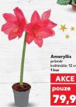 AMARYLLIS