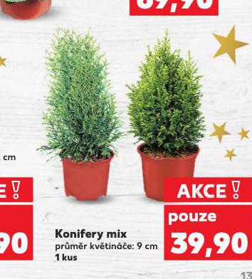 KONIFERY MIX
