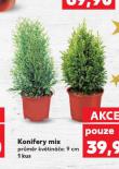 KONIFERY MIX