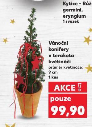 VÁNOČNÍ KONIFERY V TERAKOTA KVĚTINÁČI