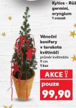 VNON KONIFERY V TERAKOTA KVTINI